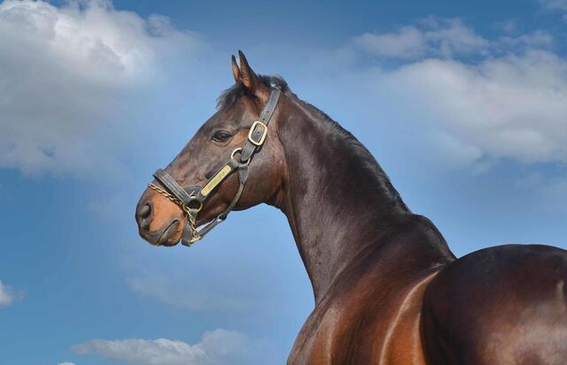 【ガジダービー制覇】ヴィクトワールピサ産駒が示した日本馬の底力 トルコ競馬界が熱狂「日本のファンへ感謝のメッセージ」