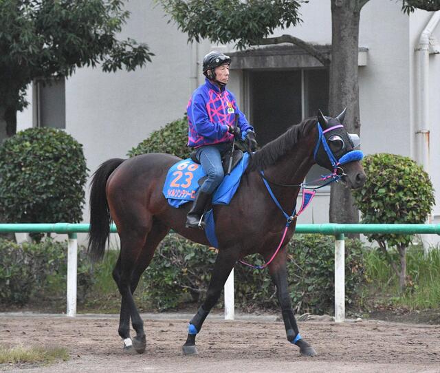 【サウジＣ】ウィルソンテソーロ、短期放牧でリフレッシュ！休養効果で仕上がり上々