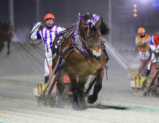 メムロボブサップ、重賞 22 勝目達成！「ばんえい記念は絶好調で臨みたい」