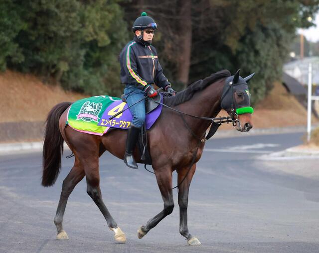 【フェブラリーＳ】エンペラーワケア、充実一途！さすがの能力と操縦性が魅力！横山武も絶賛「いかにも“ザ・走る馬”」