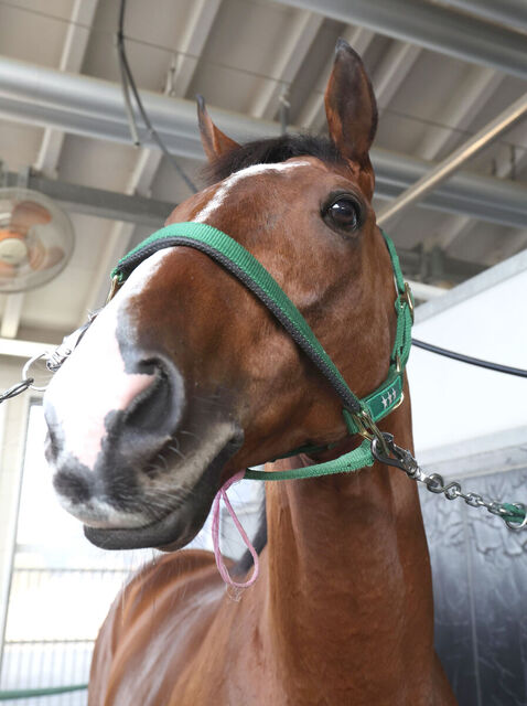 【古馬・注目馬動向】アルナシーム、大阪杯でＧ１初制覇へ挑戦！