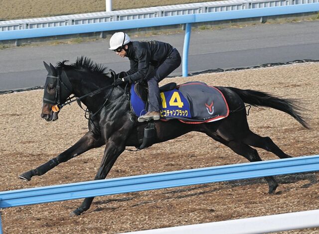 ピコチャンブラック、皐月賞に向けた追い切りで11秒4の鋭い伸び脚を披露！上原佑師も納得の内容