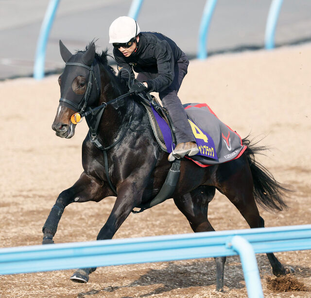 【皐月賞2025】ピコチャンブラックの完璧な追い切り！スプリングＳ優勝馬が過去最高の状態をアピール