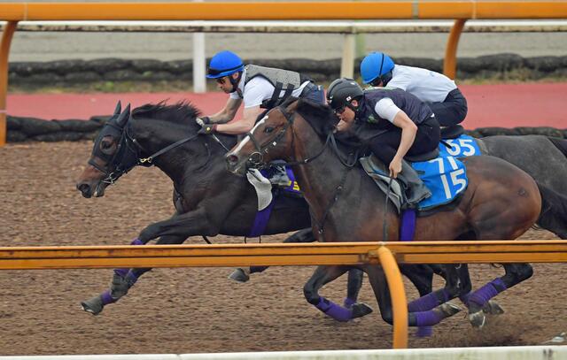 【日本ダービー】ショウヘイの瞬発力が光る！ルメール騎手と友道師の調教で頂点へ