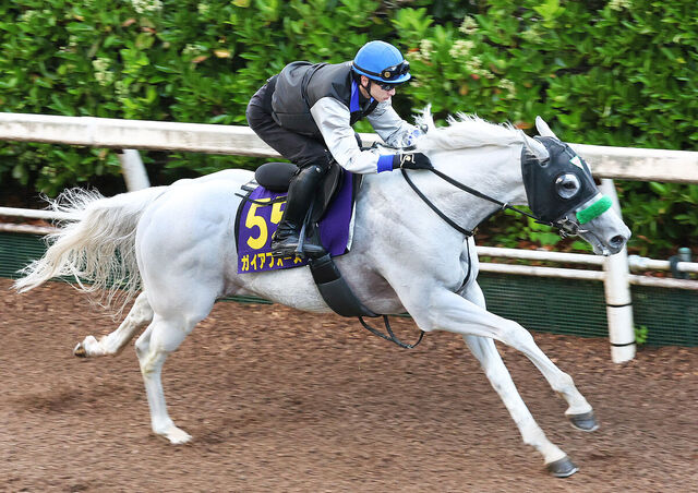 【安田記念】ガイアフォースがブリンカー初装着で好時計を記録！吉村誠之助騎手との初コンビも絶好調