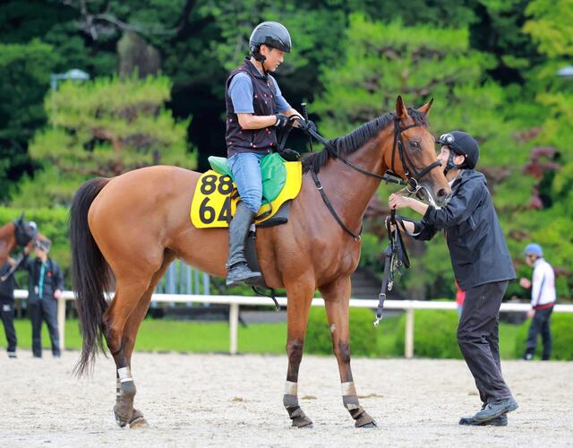 セキトバイースト、府中牝馬Ｓで重賞初勝利を目指す！前走の勢いそのままに