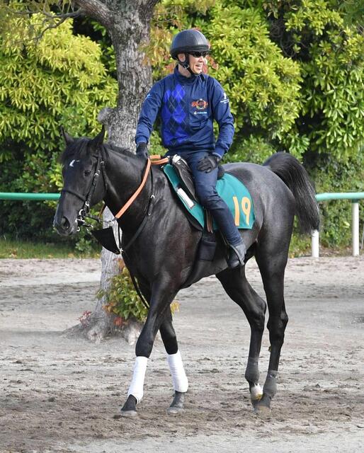 【新馬戦】ゾロアストロのデビュー戦に期待大！ルメール騎手も絶賛