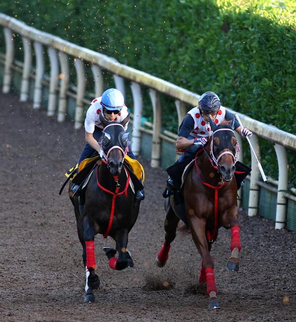 【府中牝馬Ｓ】ラヴァンダ、左回り＆広いコースで重賞初制覇へ！