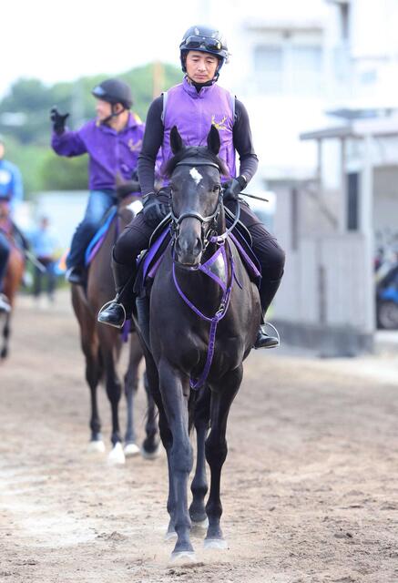 【安田記念2025】トロヴァトーレがマイル王の座を目指す！連勝の勢いで春の頂点へ