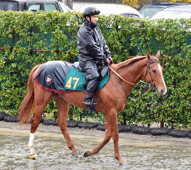 2025年競馬新星デビュー戦！函館・小倉・東京で未来のＧ１馬が初陣