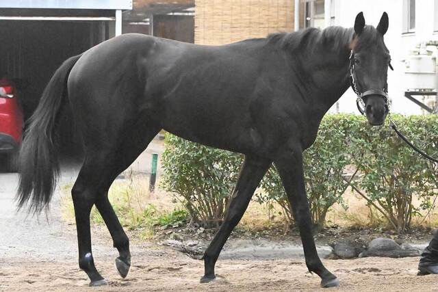 【東京5R新馬戦】ダービー馬クロワデュノール全弟チャリングクロスが激走！兄の栄光を継承できるか徹底分析