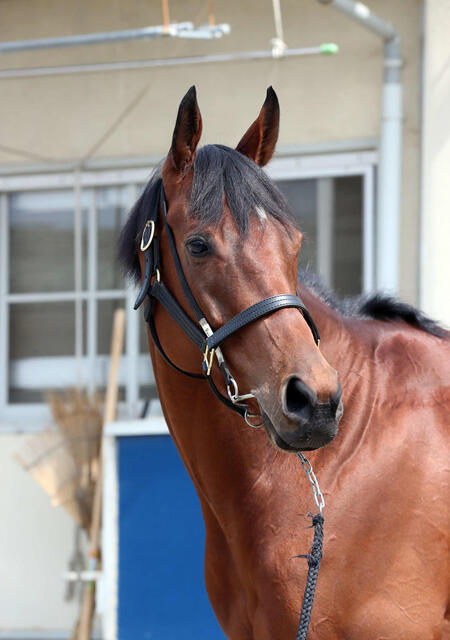 【安田記念2025】牝馬7年連続連対の伝説に挑む！ブレイディヴェーグが放つ世界戦略