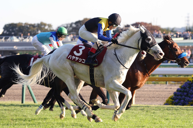 バウンシーステップがCBC賞へ挑戦！ハヤヤッコの引退と競馬界の新たな動向