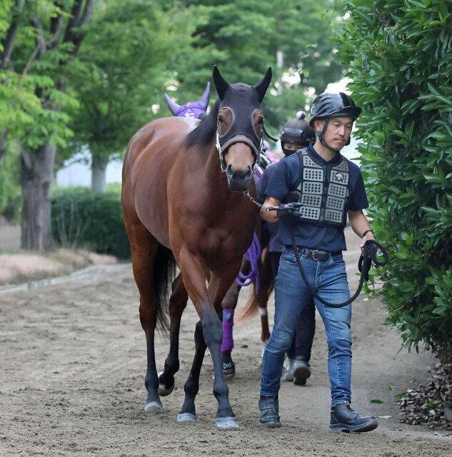 ブレイディヴェーグの未来戦略：安田記念後の放牧と海外遠征計画