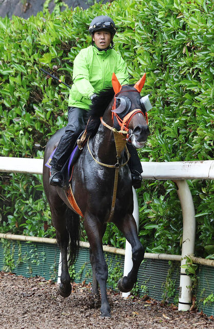 【宝塚記念2025】ショウナンラプンタ、距離短縮で勝利を目指す！高野調教師の期待