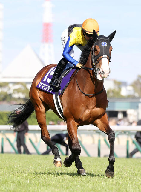 ママコチャ、スプリンターズＳへ向けたセントウルＳ始動！池江師の戦略と期待