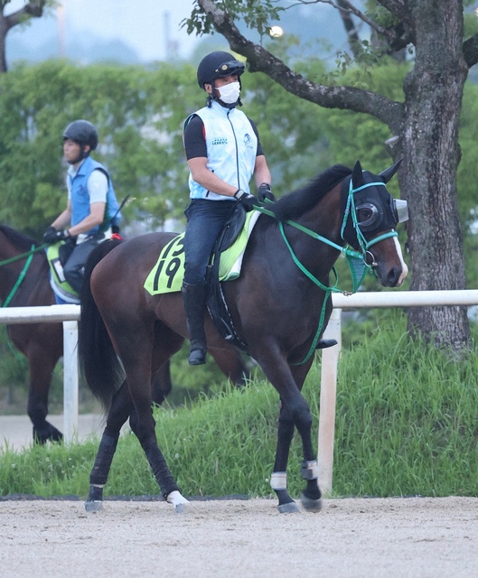 【小倉新馬戦】フランケル産駒クールフラン、大物候補としての期待