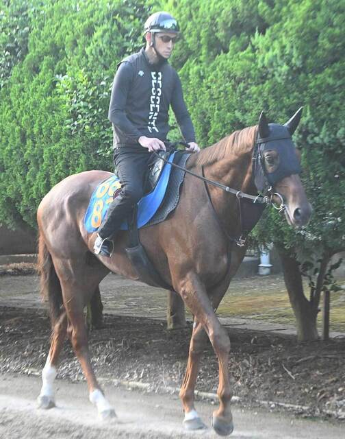 【七夕賞・先手必勝】コスモフリーゲンの大舞台！柴田大知騎手も期待「この馬なら…」