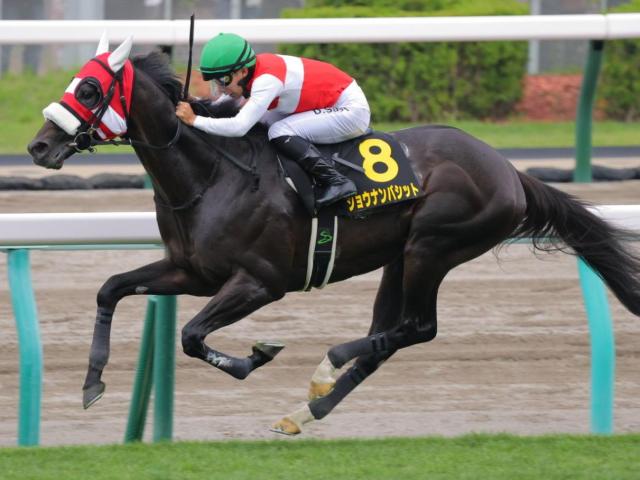 【2025年札幌日経賞】4歳馬の圧倒的強さと人気馬の安定性を徹底分析！長距離戦の勝ち馬傾向