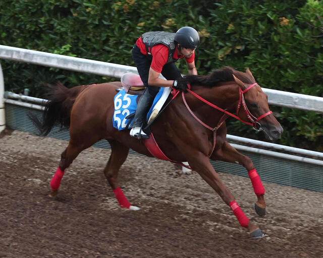 アドバンスファラオ、東海Sに向けて好調！坂路で51秒6の快走