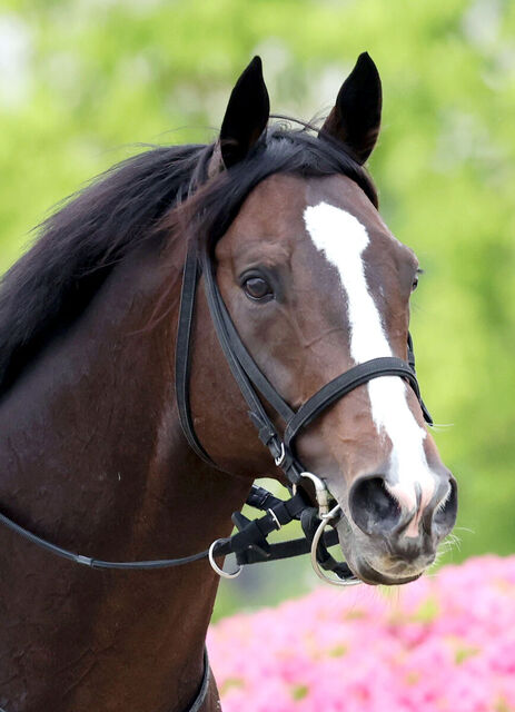 【競馬速報】ソウルラッシュの秋の戦略：BCマイルとマイルCSを目指す二つの道筋