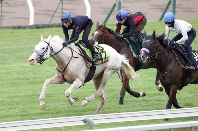 【新馬戦】マルガの函館デビュー！姉ソダシの白毛伝説を継ぐか