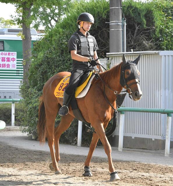 【アイビスＳＤ】津村騎手が導くコラソンビートの直線競馬勝利への道