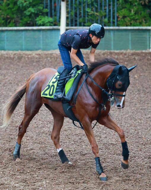 【新潟２歳Ｓ】フェスティバルヒル、無傷２連勝で重賞奪取へ！皐月賞馬ミュージアムマイルの半妹が大舞台を目指す